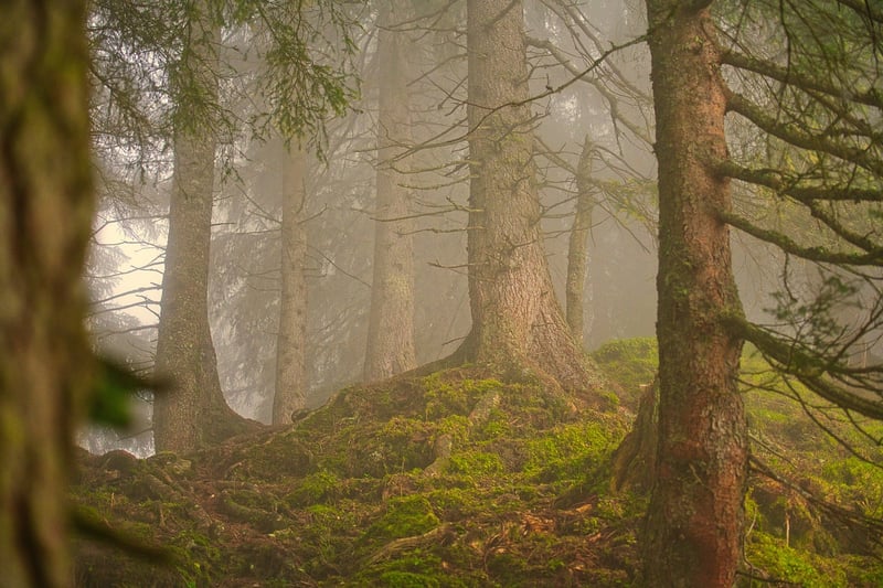 Amazon Rainforest Trekking